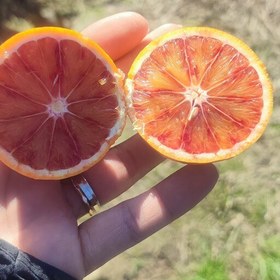 تصویر 1 از خرید پرتقال خونی خشک